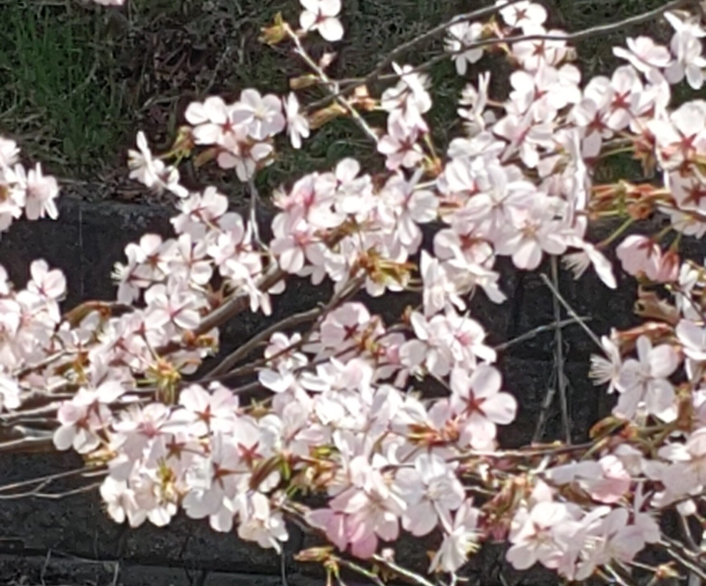 第三話 伝えられなかった思い